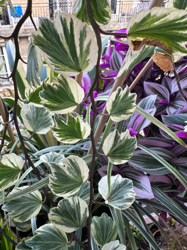 Hedera helix 'Reef Shell' en hiver sur mon balcon parisien, Paris 19e (75)