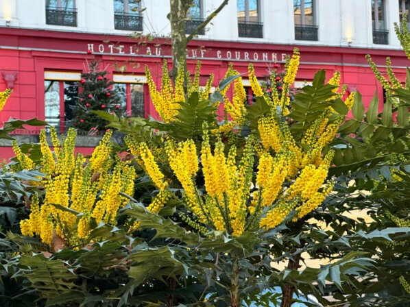 Mahonia x media 'Charity', arbuste, avenue Jean Jaurès, Paris 19e (75)