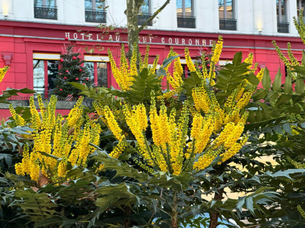 Mahonia x media 'Charity', arbuste, avenue Jean Jaurès, Paris 19e (75)