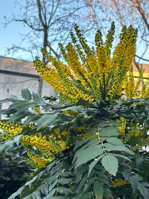 Mahonia x media 'Charity', arbuste, avenue Jean Jaurès, Paris 19e (75)