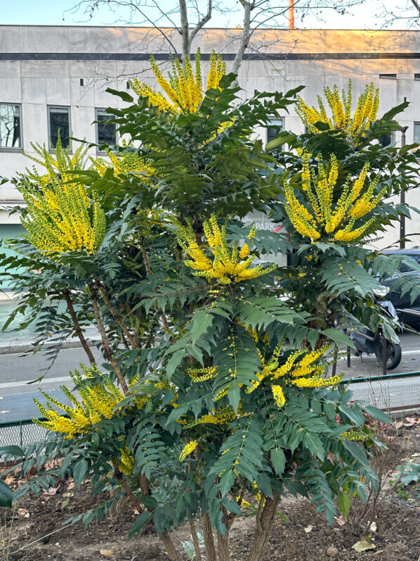 Mahonia x media 'Charity', arbuste, avenue Jean Jaurès, Paris 19e (75)