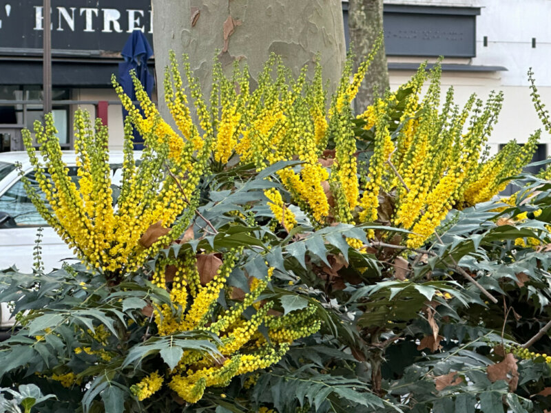 Mahonia x media 'Charity', arbuste, avenue Jean Jaurès, Paris 19e (75)