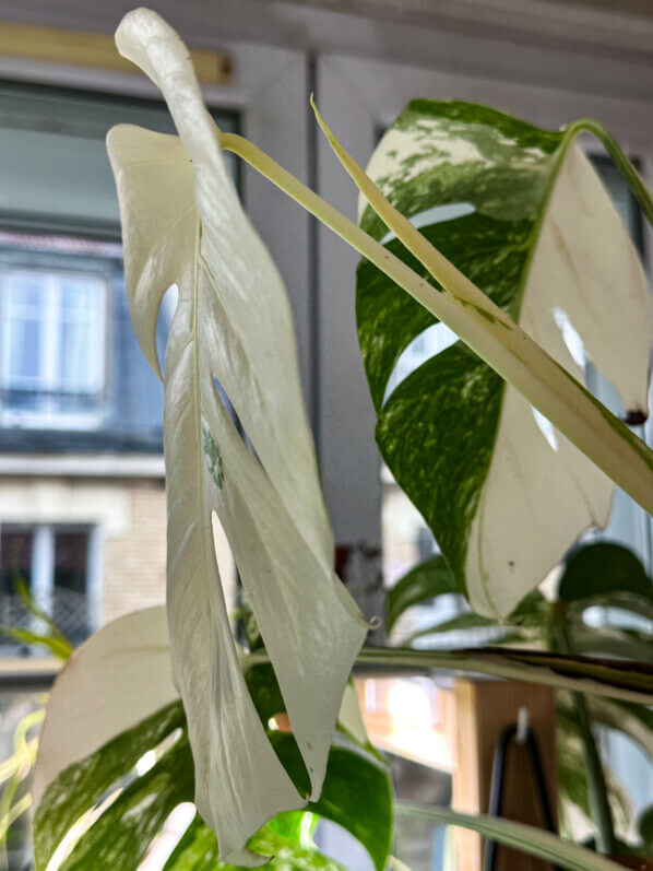 Monstera deliciosa 'Variegata', nouvelle feuille, Araceae, plante d'intérieur, Paris 19e (75)