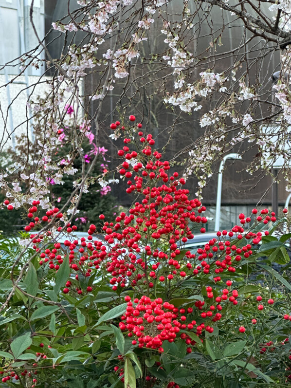 Fruits du Nandina domestica et fleurs du cerisier du Japon (Prunus subhirtella 'Automnales'), arbuste, avenue Jean Jaurès, Paris 19e (75)
