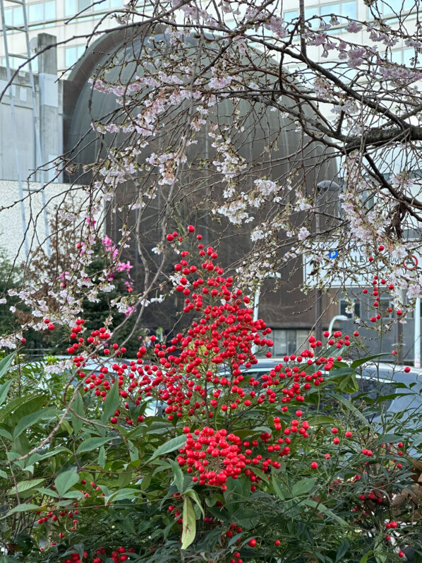 Fruits du Nandina domestica et fleurs du cerisier du Japon (Prunus subhirtella 'Automnales'), arbuste, avenue Jean Jaurès, Paris 19e (75)