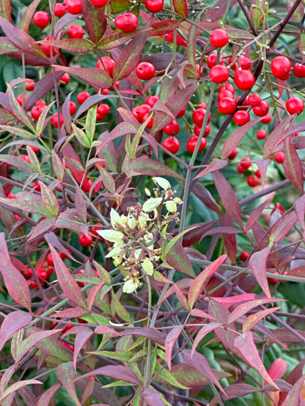 Lire la suite à propos de l’article Bambou sacré (Nandina) : un feuillage, des fleurs et des fruits décoratifs