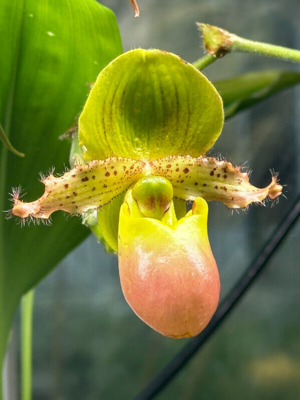 Paphiopedilum 'Pinocchio', orchidée, plante d'intérieur, Paris 19e (75)