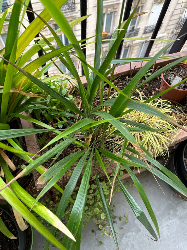 Phaenosperma globosa, graminée, Poacées, en hiver sur mon balcon parisien, Paris 19e (75)