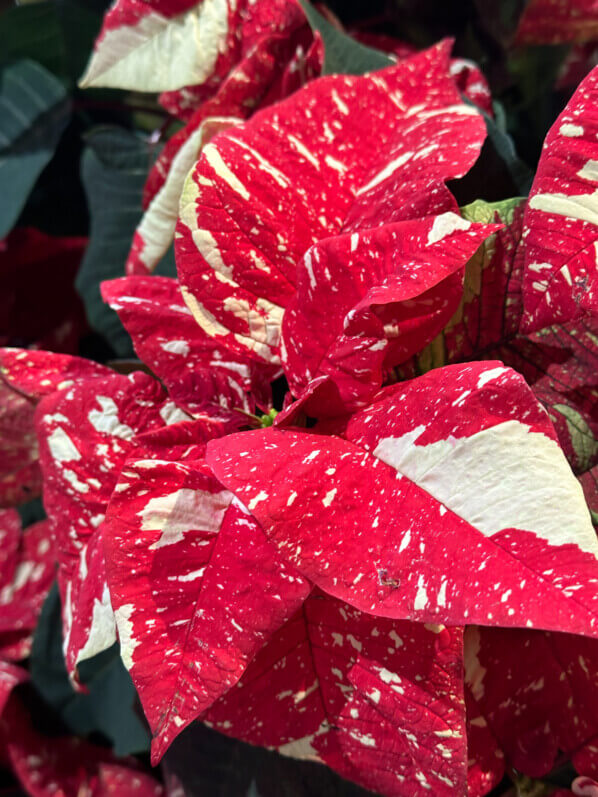 Étoile de Noël, Poinsettia, plante d'intérieur, jardinerie Truffaut, Paris 13e (75)