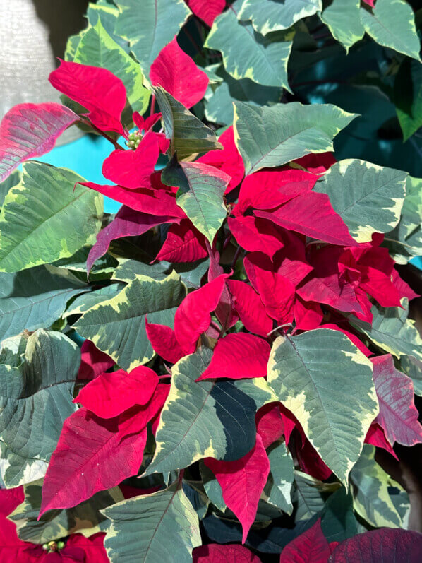 Étoile de Noël, Poinsettia, plante d'intérieur, jardinerie Truffaut, Paris 13e (75)