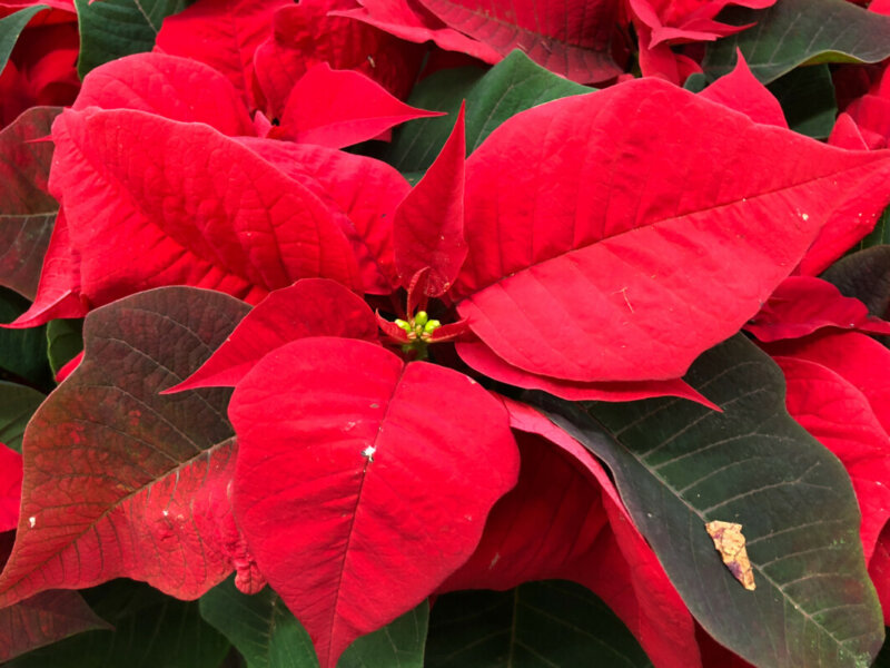 Poinsettia à bractées rouges, Euphorbia pulcherrima, Euphorbiacées, magasin Gamm Vert d'Ormoy (91)