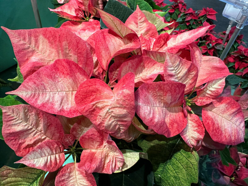 Étoile de Noël, Poinsettia, plante d'intérieur, jardinerie Truffaut, Paris 13e (75)