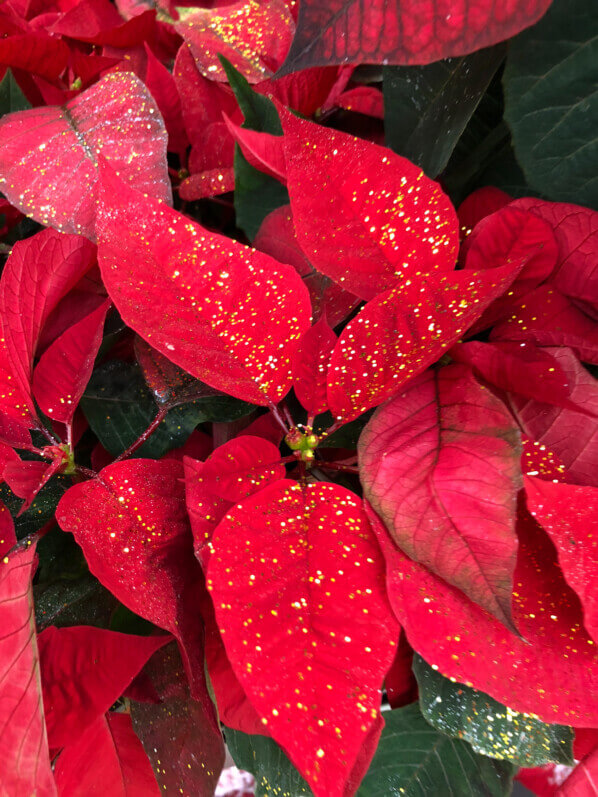 Poinsettia à bractées rouges avec des paillettes, Euphorbia pulcherrima, Euphorbiacées, magasin Gamm Vert d'Ormoy (Essonne)