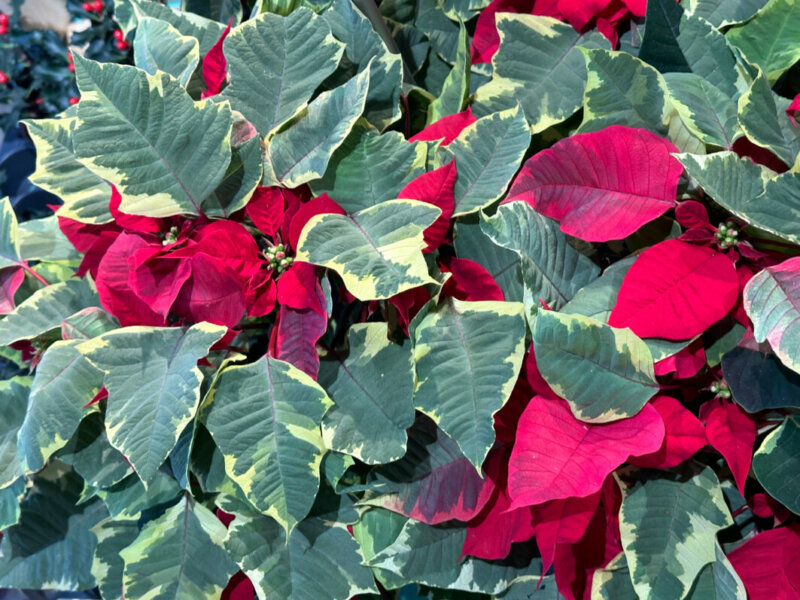 Poinsettia à feuillage panaché, plante d'intérieur, jardinerie Truffaut, Paris 13e (75)