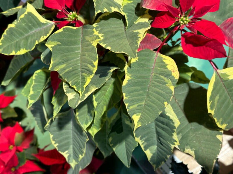 Poinsettia à feuillage panaché, plante d'intérieur, jardinerie Truffaut, Paris 13e (75)