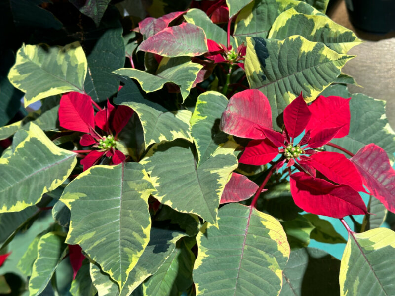 Poinsettia à feuillage panaché, plante d'intérieur, jardinerie Truffaut, Paris 13e (75)