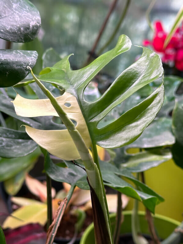 Feuille de Rhaphidophora tetrasperma 'Variegata', Aracées, plante d'intérieur, Paris 19e (75)