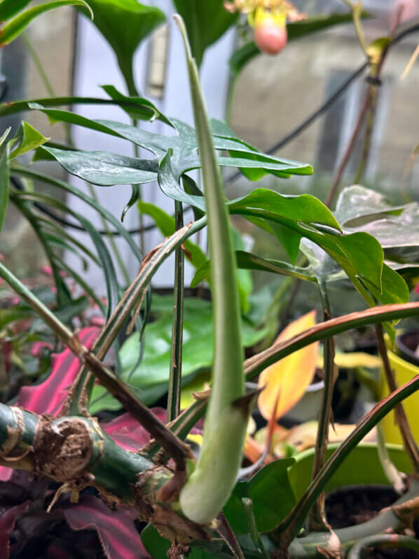 Rhaphidophora tetrastigma 'Variegata', nouvelle feuille, Araceae, plante d'intérieur, Paris 19e (75)