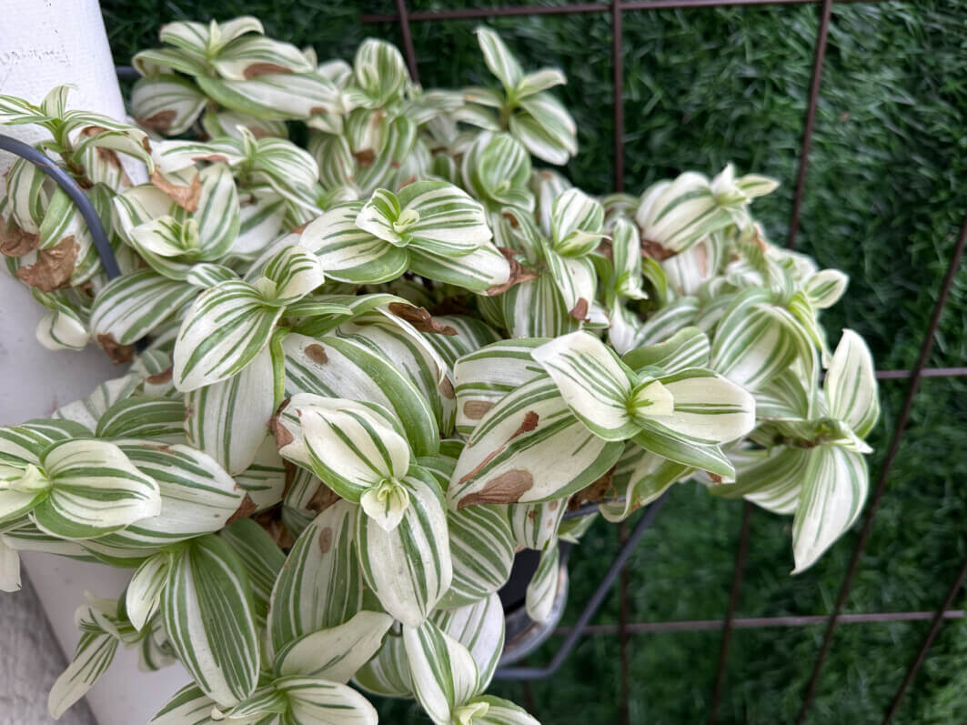 Tradescantia 'Brightness', Commélinacées, en hiver sur mon balcon parisien, Paris 19e (75)