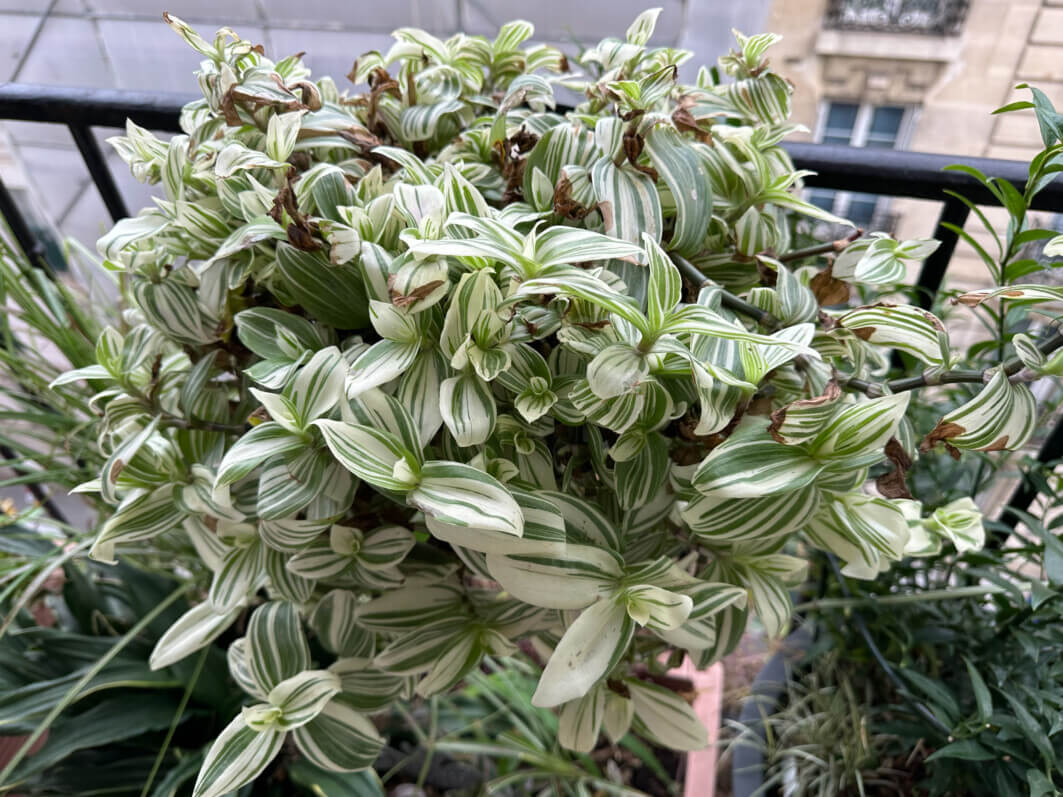 Tradescantia 'Charm', Commélinacées, en hiver sur mon balcon parisien, Paris 19e (75)