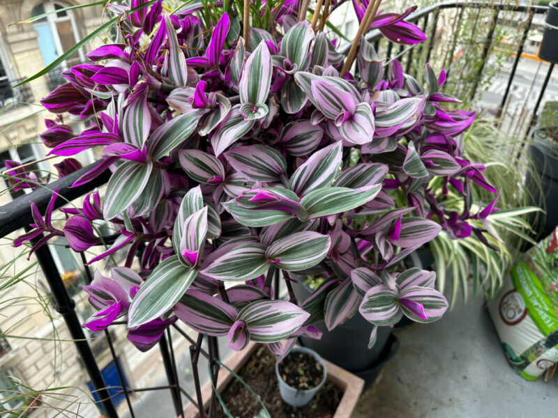 Tradescantia 'Nanouk', Commélinacées, en hiver sur mon balcon parisien, Paris 19e (75)