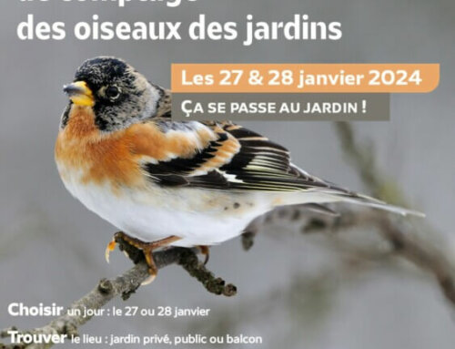 Les citoyens invités à compter les oiseaux des jardins les 27 et 28 janvier 2024