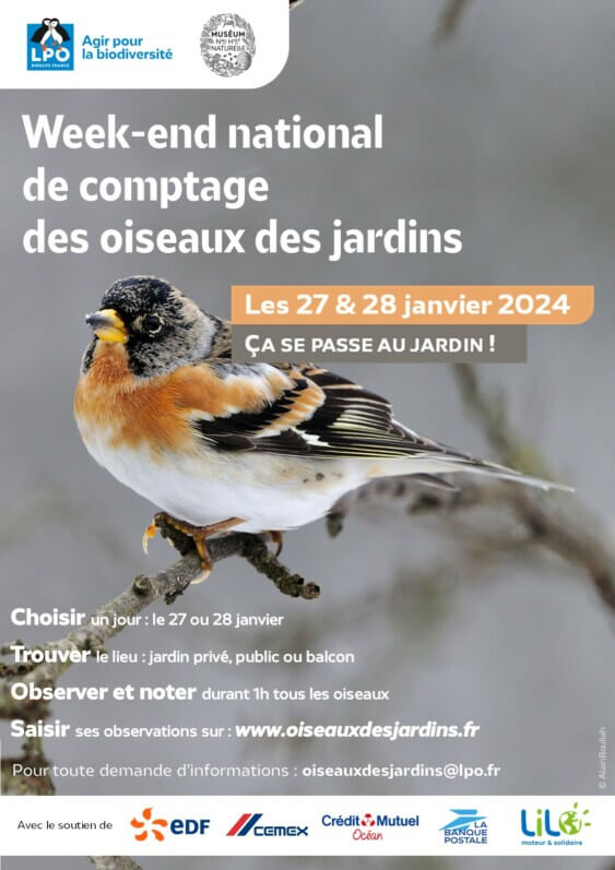Lire la suite à propos de l’article Les citoyens invités à compter les oiseaux des jardins les 27 et 28 janvier 2024