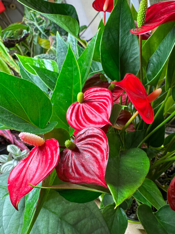 Anthurium (Andreanum Grp) Million Flowers Red, Araceae, plante d'intérieur, Paris 19e (75)