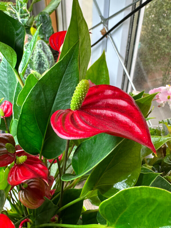 Anthurium (Andreanum Grp) Million Flowers Red, Araceae, plante d'intérieur, Paris 19e (75)