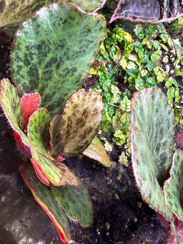 Begonia blancii forme tachetée, Bégoniacées, plante d'intérieur, terrarium, Paris 19e (75)