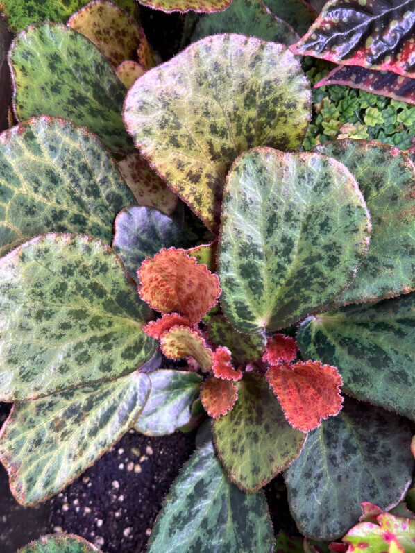 Begonia blancii forme tachetée, Bégoniacées, plante d'intérieur, terrarium, Paris 19e (75)