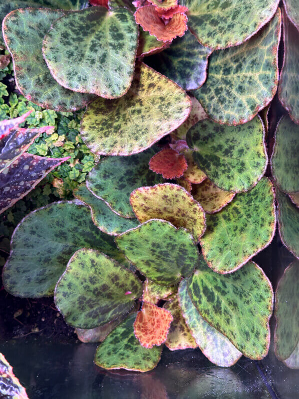 Begonia blancii forme tachetée, Bégoniacées, plante d'intérieur, terrarium, Paris 19e (75)