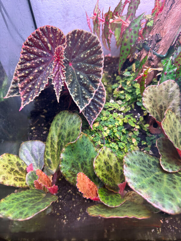 Begonia blancii forme tachetée, Bégoniacées, plante d'intérieur, terrarium, Paris 19e (75)