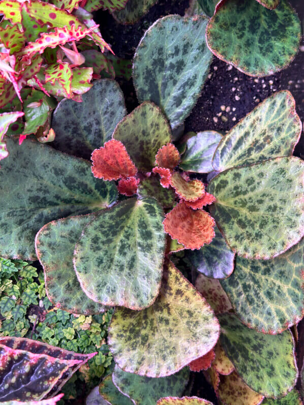 Begonia blancii forme tachetée, Bégoniacées, plante d'intérieur, terrarium, Paris 19e (75)