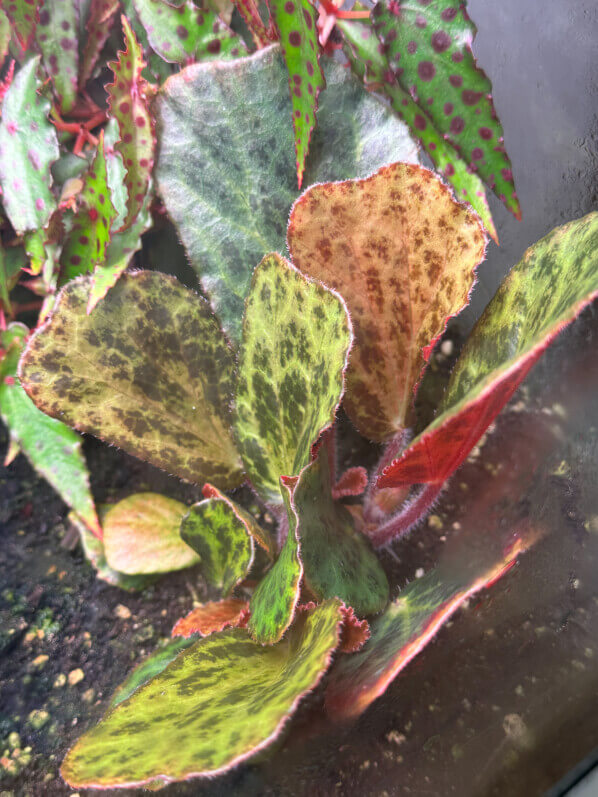 Begonia blancii forme tachetée, Bégoniacées, plante d'intérieur, terrarium, Paris 19e (75)