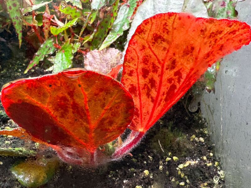 Begonia blancii, forme tachetée, Bégoniacées, plante d'intérieur, terrarium, Paris 19e (75)