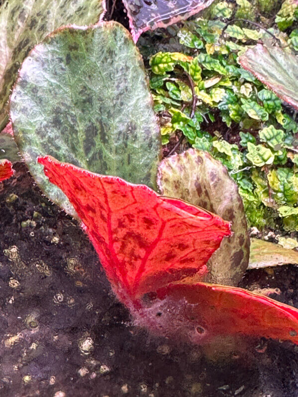 Begonia blancii, forme tachetée, Bégoniacées, plante d'intérieur, terrarium, Paris 19e (75)