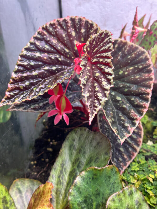 Floraison du Begonia chlorosticta x Begonia darthvaderiana, plante d'intérieur, terrarium, Paris 19e (75)