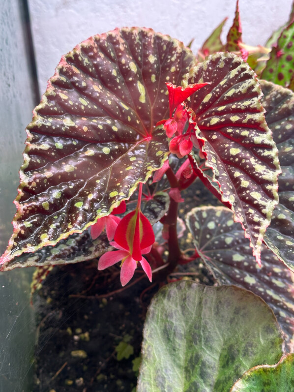 Floraison du Begonia chlorosticta x Begonia darthvaderiana, plante d'intérieur, terrarium, Paris 19e (75)