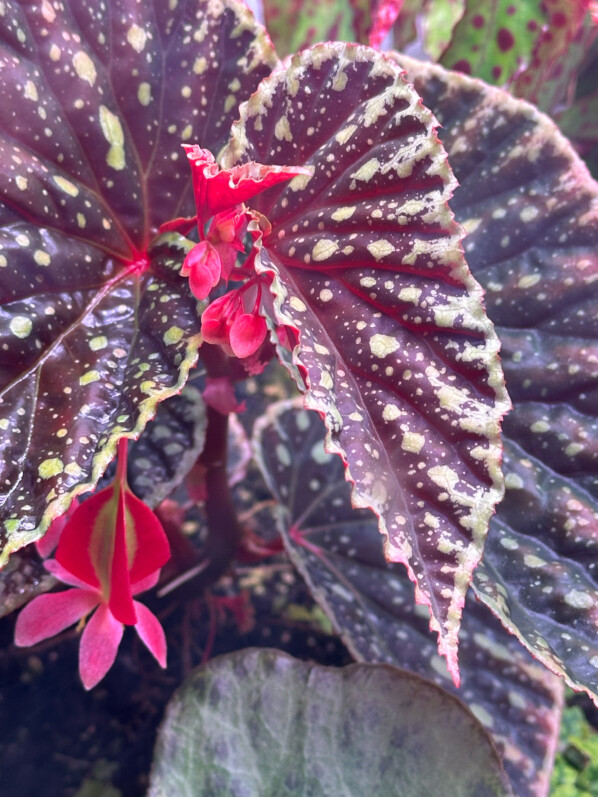 Floraison du Begonia chlorosticta x Begonia darthvaderiana, plante d'intérieur, terrarium, Paris 19e (75)