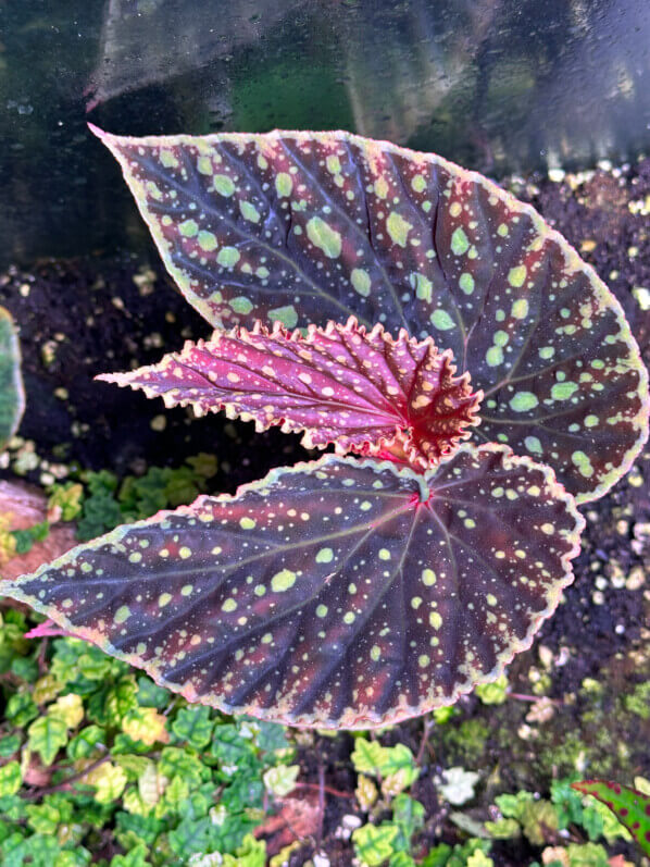 Lire la suite à propos de l’article Un superbe hybride : Begonia chlorosticta x Begonia darthvaderiana