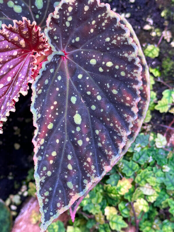 Begonia chlorosticata x Begonia darthvaderiana, plante d'intérieur, terrarium, Paris 19e (75)