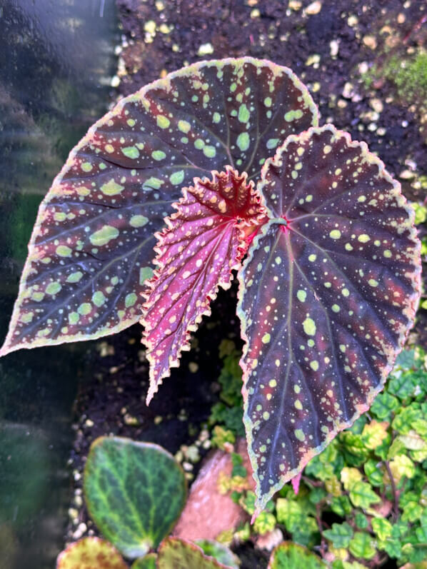 Begonia chlorosticata x Begonia darthvaderiana, plante d'intérieur, terrarium, Paris 19e (75)