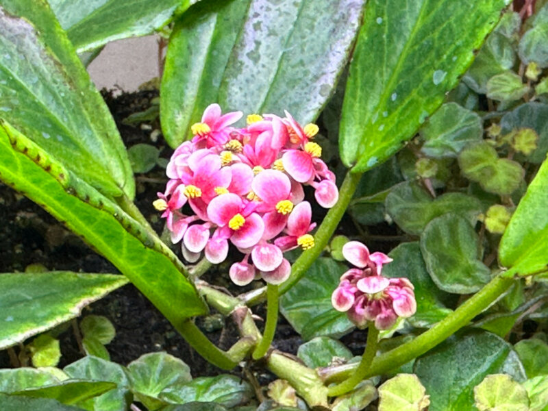 Begonia longipetiolata, , Bégoniacées, plante d'intérieur, terrarium, Paris 19e (75)