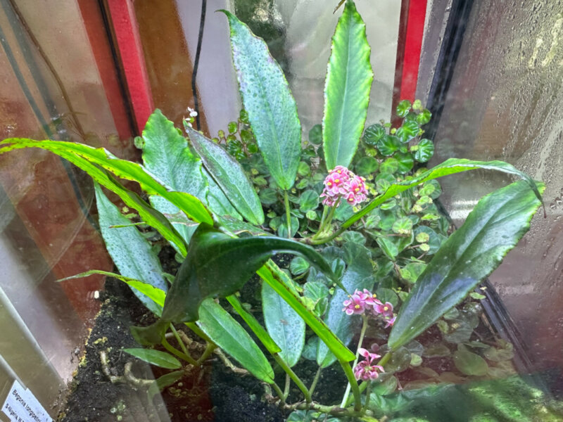 Begonia longipetiolata, , Bégoniacées, plante d'intérieur, terrarium, Paris 19e (75)