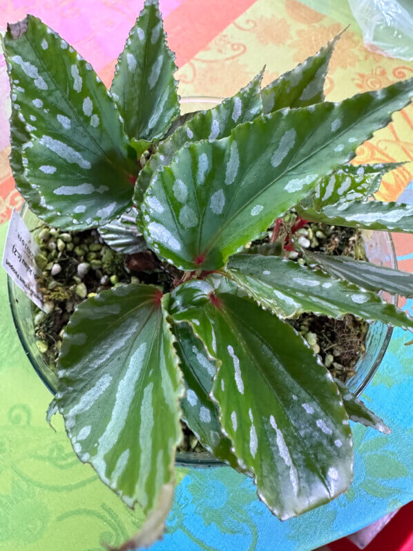 Begonia sp. Julau (type 1, U684), plante d'intérieur, terrarium, Paris 19e (75)