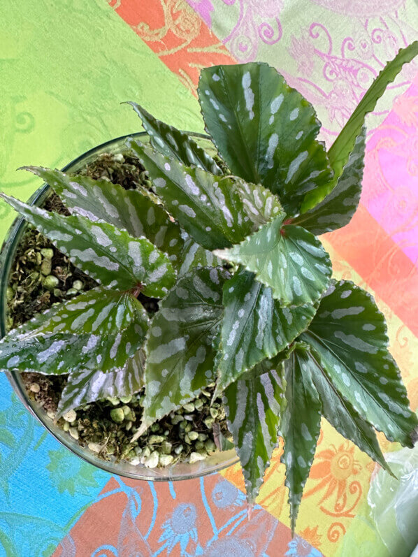 Begonia sp. Julau (type 1, U684), plante d'intérieur, terrarium, Paris 19e (75)