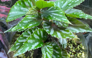 Begonia sp. Julau (type 1, U684), plante d'intérieur, terrarium, Paris 19e (75)