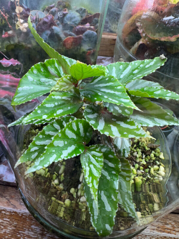 Begonia sp. Julau (type 1, U684), plante d'intérieur, terrarium, Paris 19e (75)