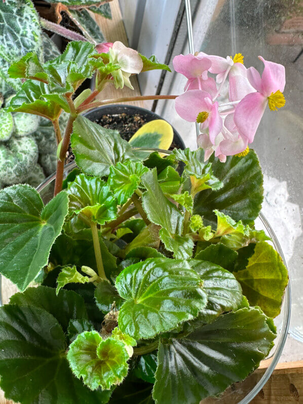 Lire la suite à propos de l’article Mes boutures de bégonia font des fleurs avant les racines
